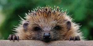 edjog on a log